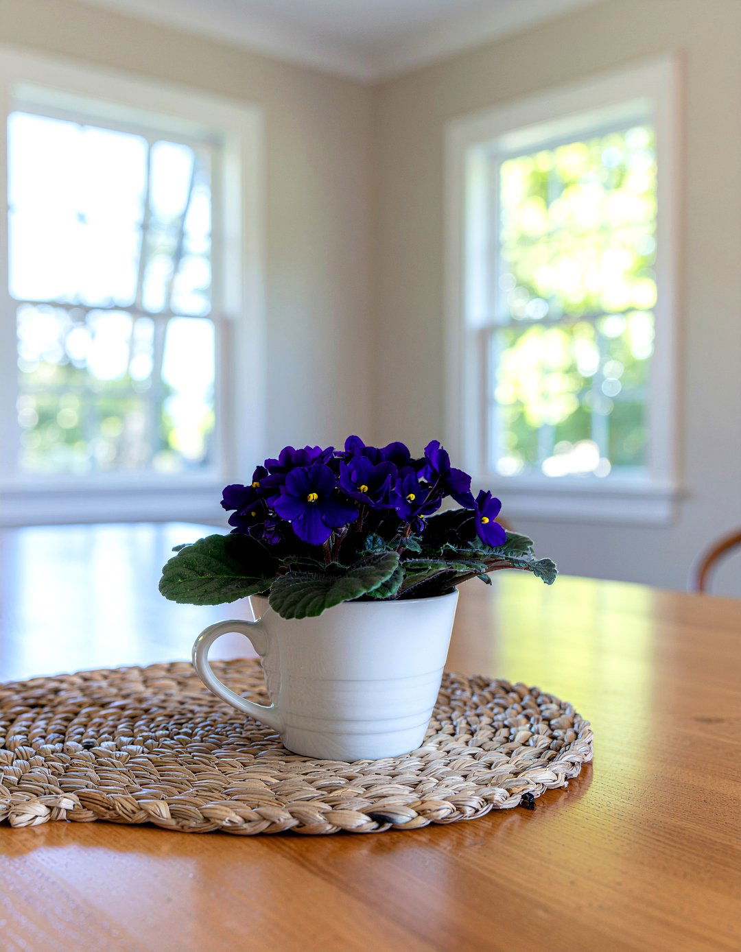 African violet small dining room table - 30 dining room potted plant ideas