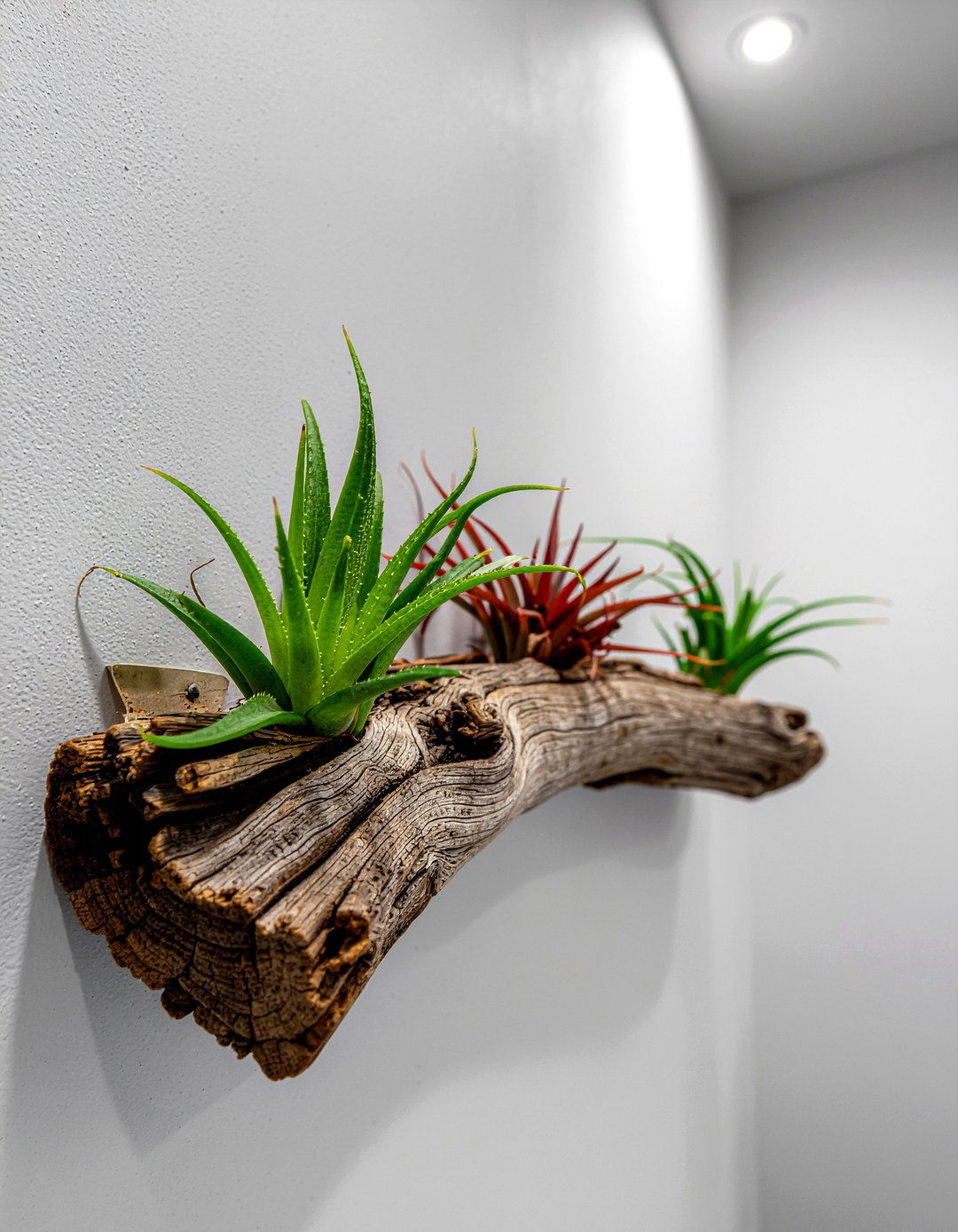 Air plant - 30 bathroom plants that thrive in humidity