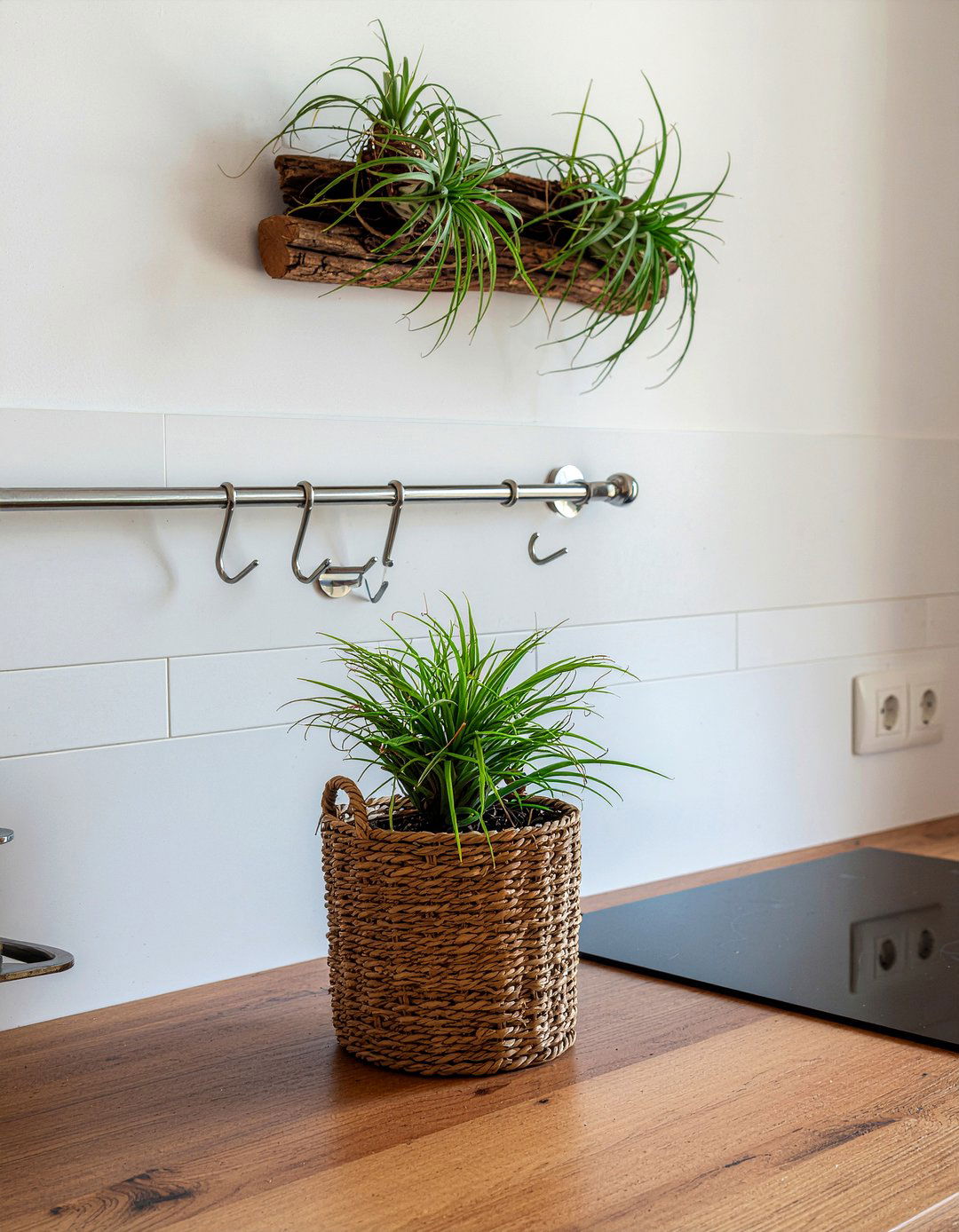 Air plants for kitchen wall - 30 kitchen potted plant ideas