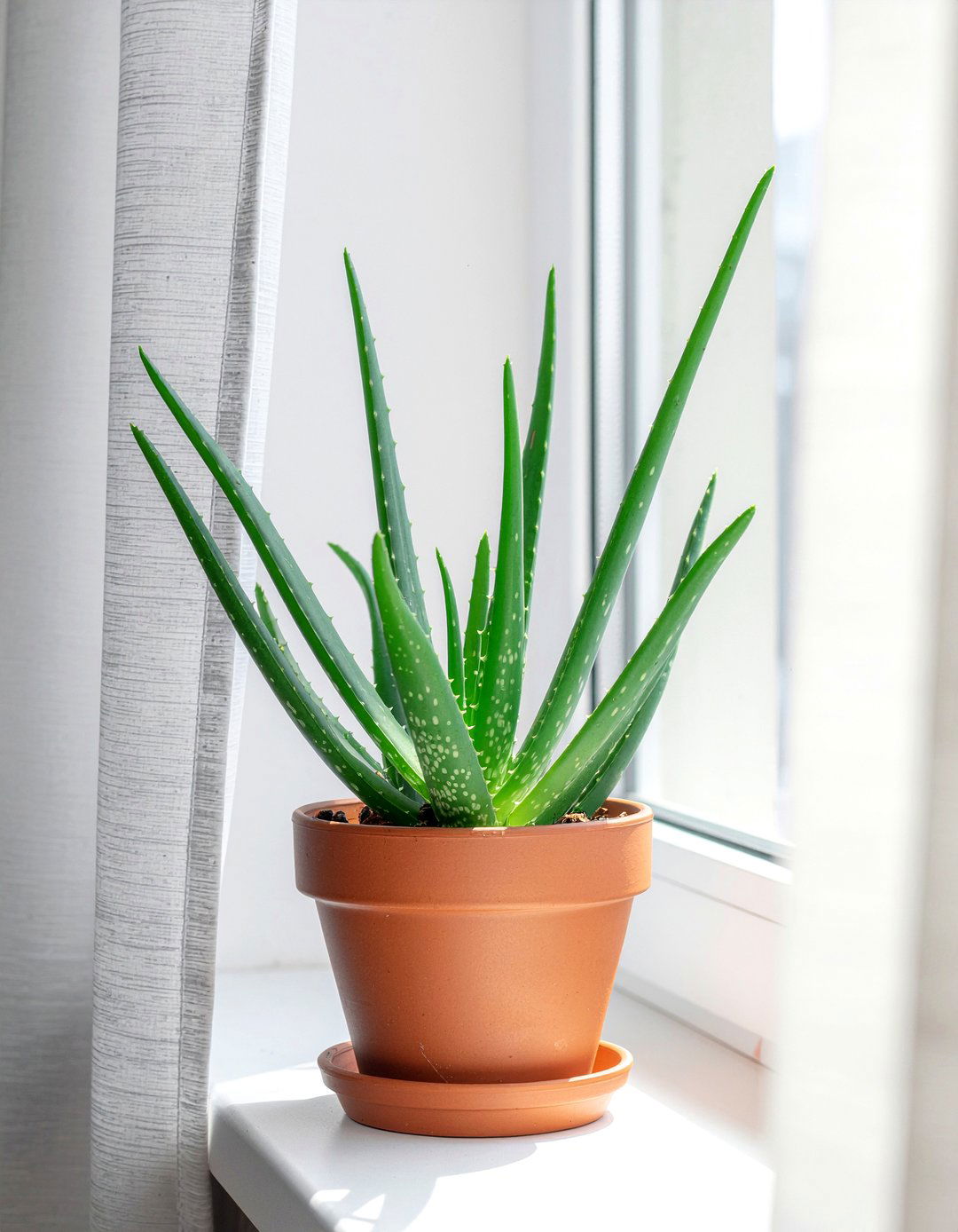 Aloe Vera - 30 bedroom air purifying plants