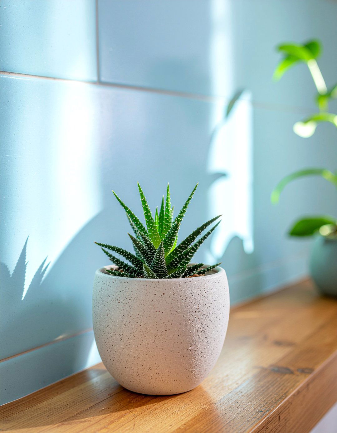 Aloe Vera Bathroom Accent - 30 bathroom succulent ideas