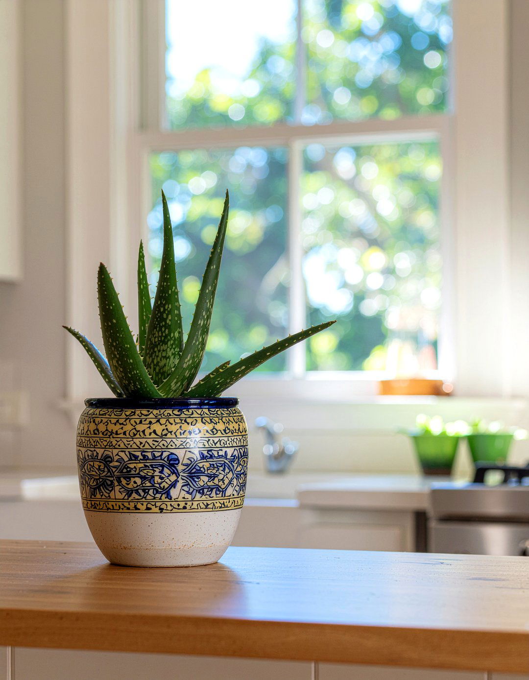 Aloe vera plant in kitchen - 30 kitchen succulent ideas