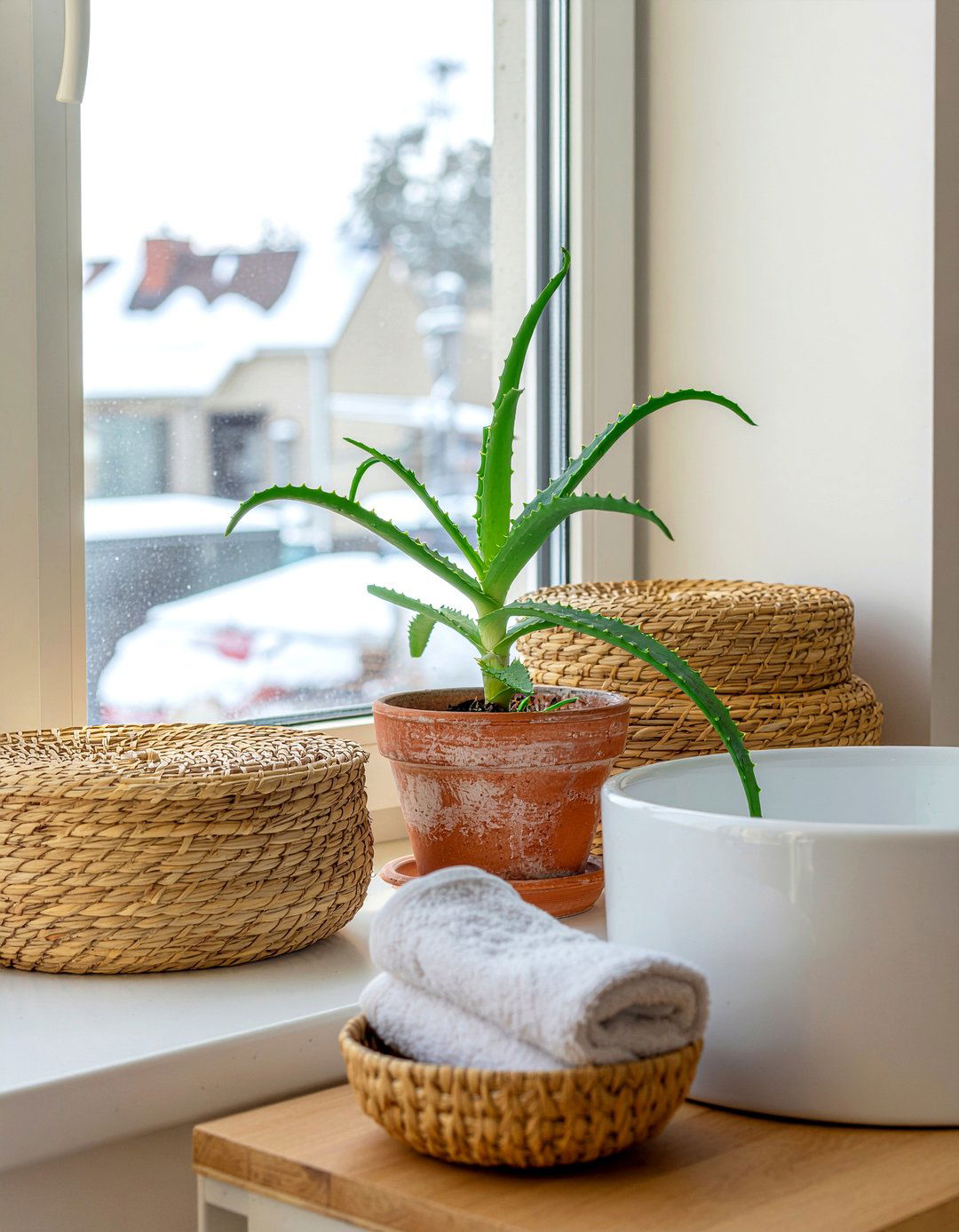 Aloe vera - 30 bathroom plants that thrive in humidity