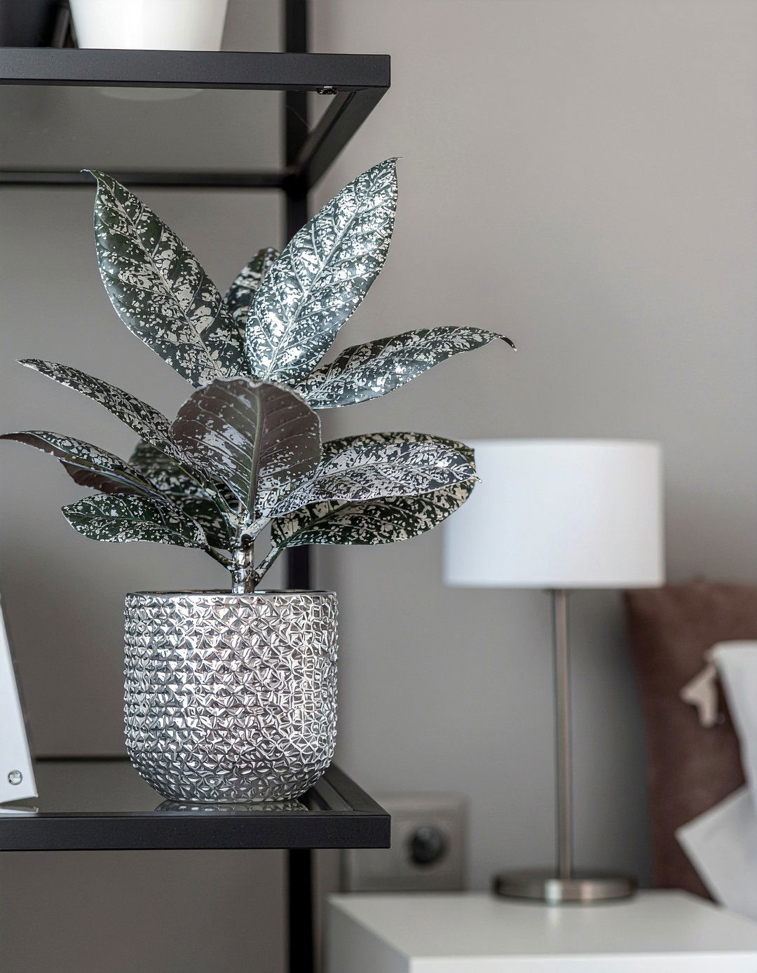 Aluminum plant - 30 bedroom low light plants