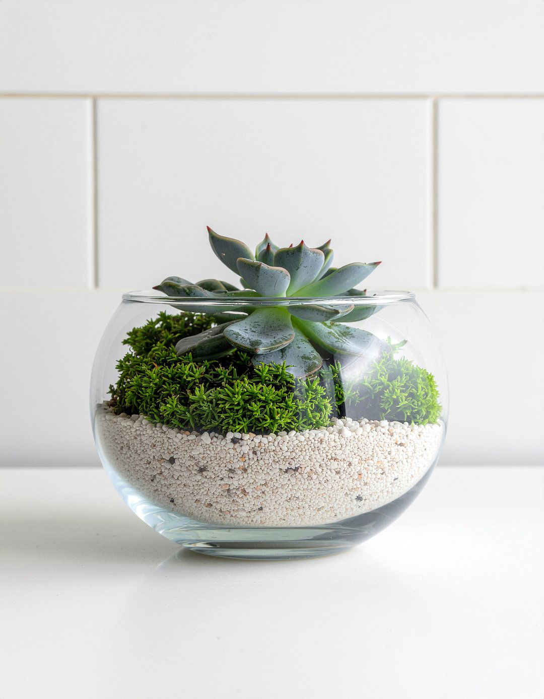 Bathroom Succulent Terrarium - 30 bathroom succulent ideas