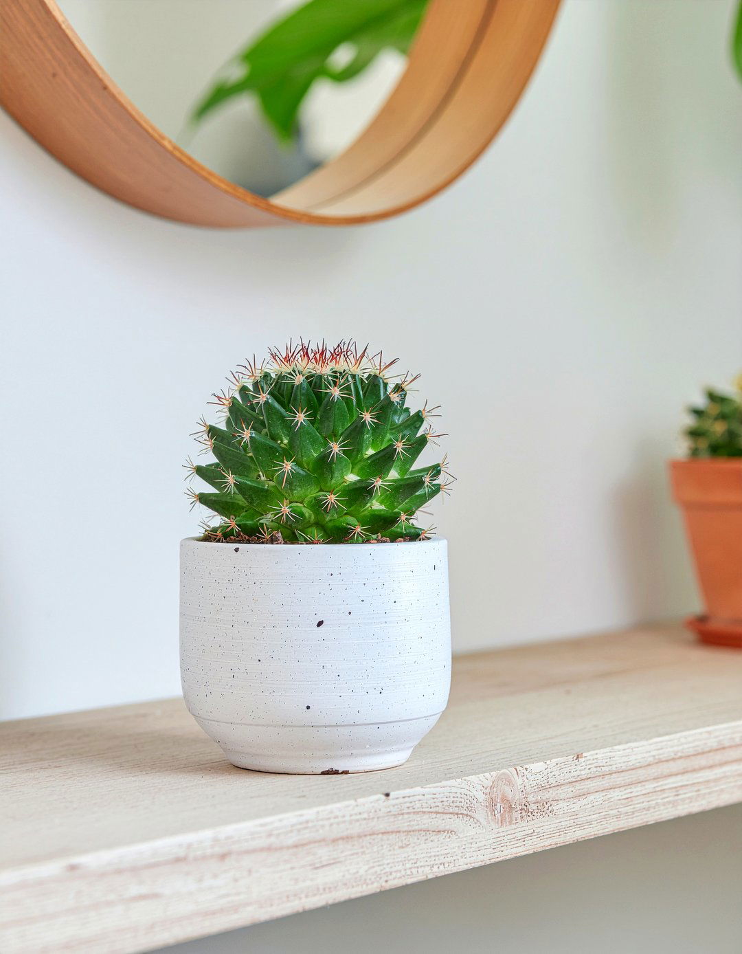 Bears Paw - 30 living room succulents