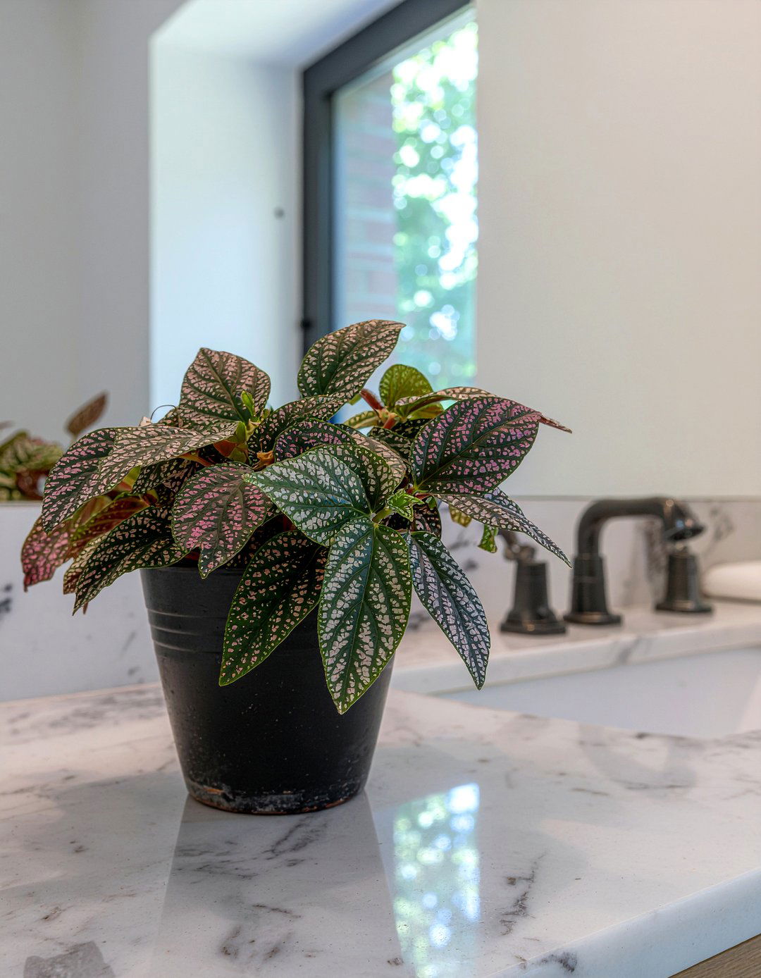 Begonia Colorful Foliage - 30 bathroom plant ideas