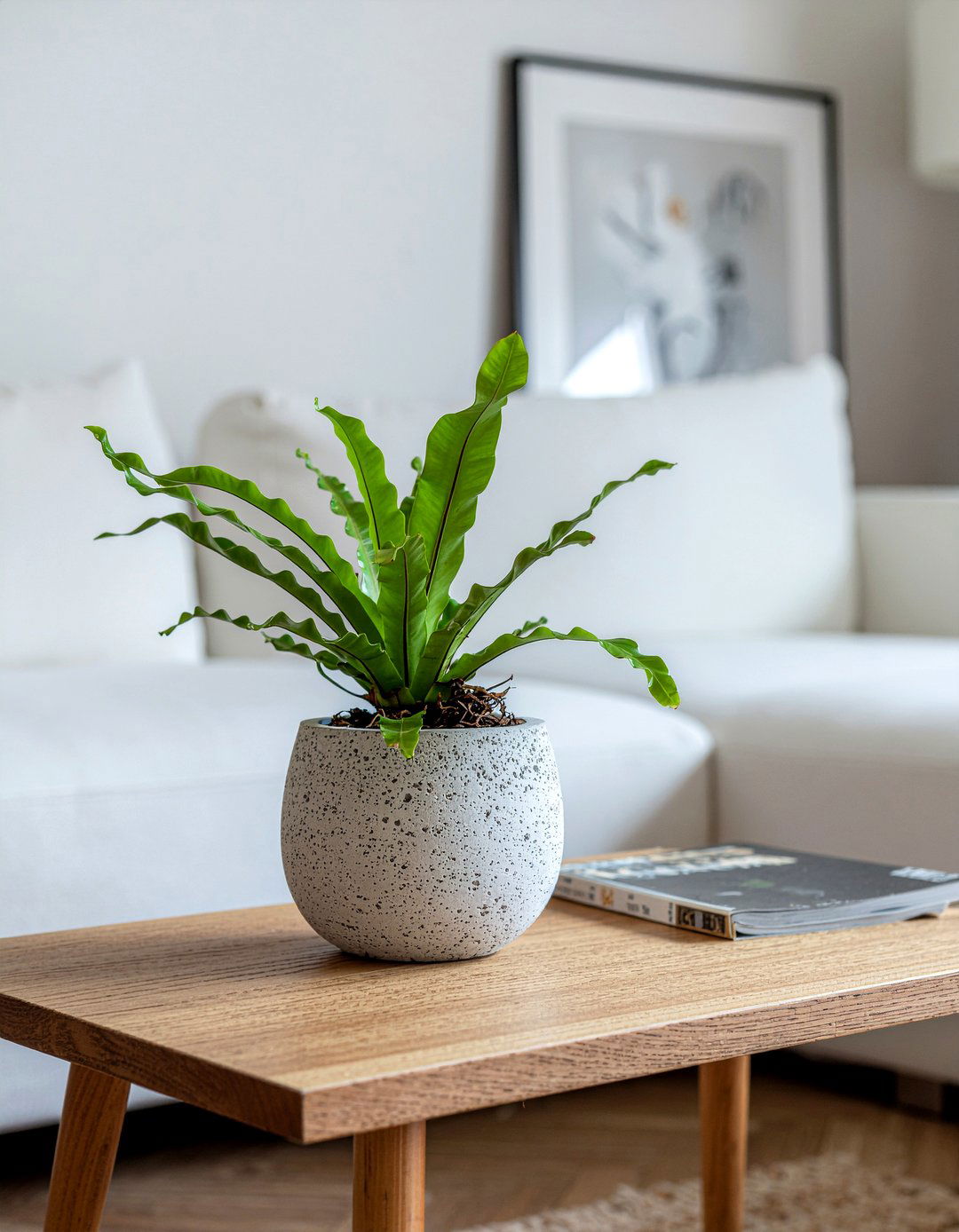 Birds nest fern - 30 living room low light plants