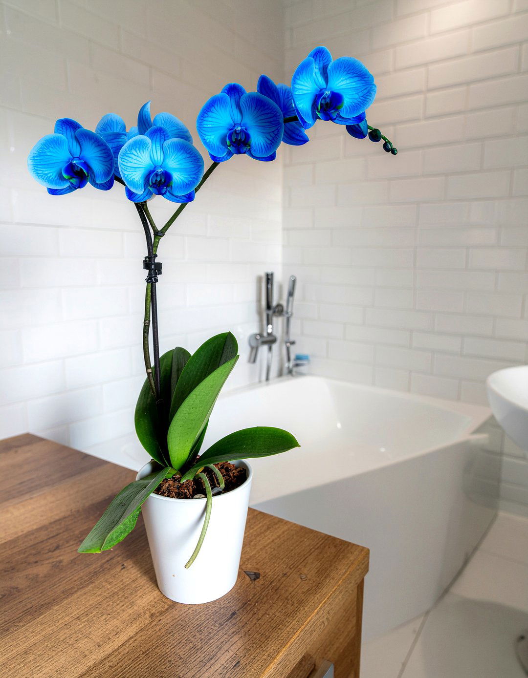 Blue orchid bathroom accent - 30 bathroom orchid ideas