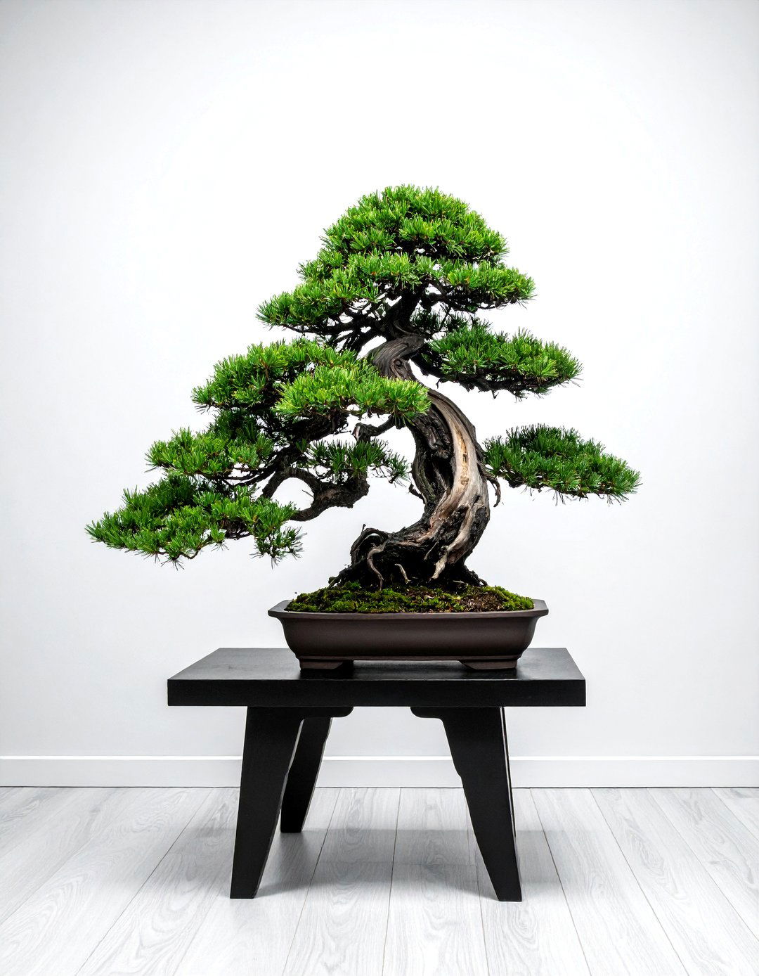 Bonsai tree display - 30 Japanese home decor ideas
