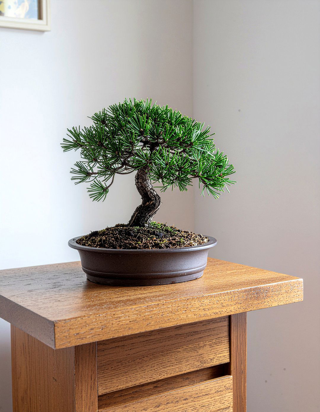 Bonsai tree display - 30 Japanese bedroom ideas