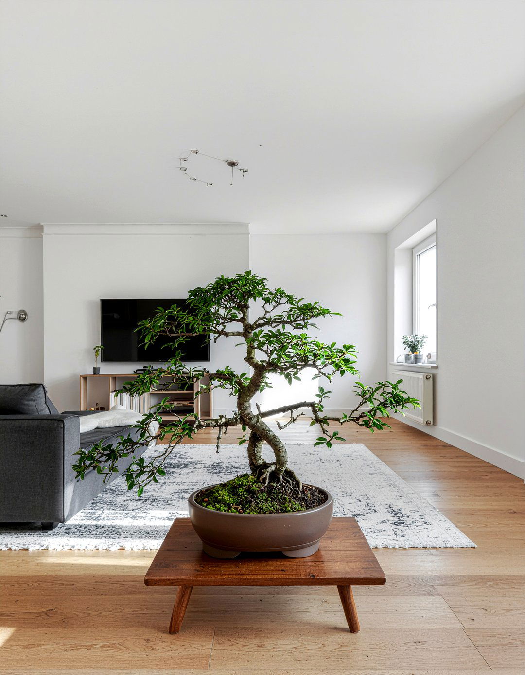 Bonsai tree living room - 30 Chinese living room ideas