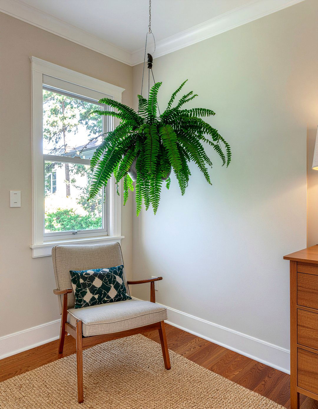 Boston fern - 30 bedroom low light plants