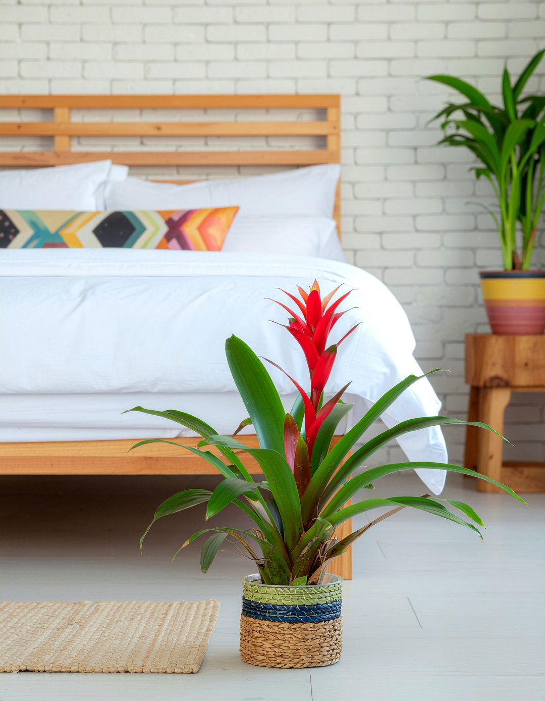 Bromeliad - 30 bedroom indoor plants