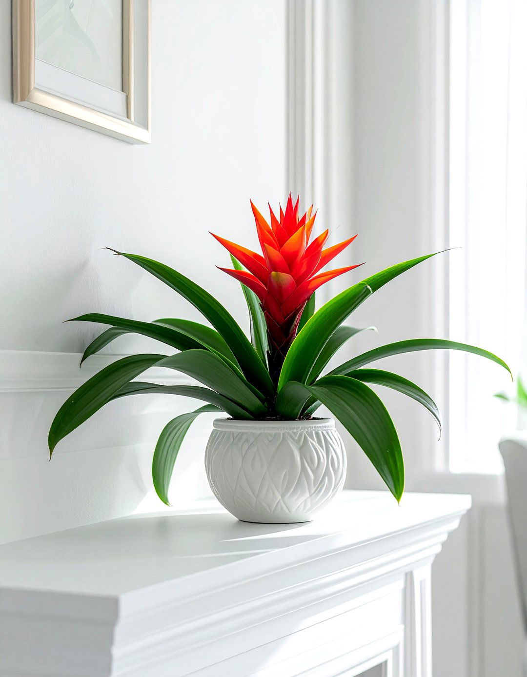 Bromeliad - 30 living room indoor plants