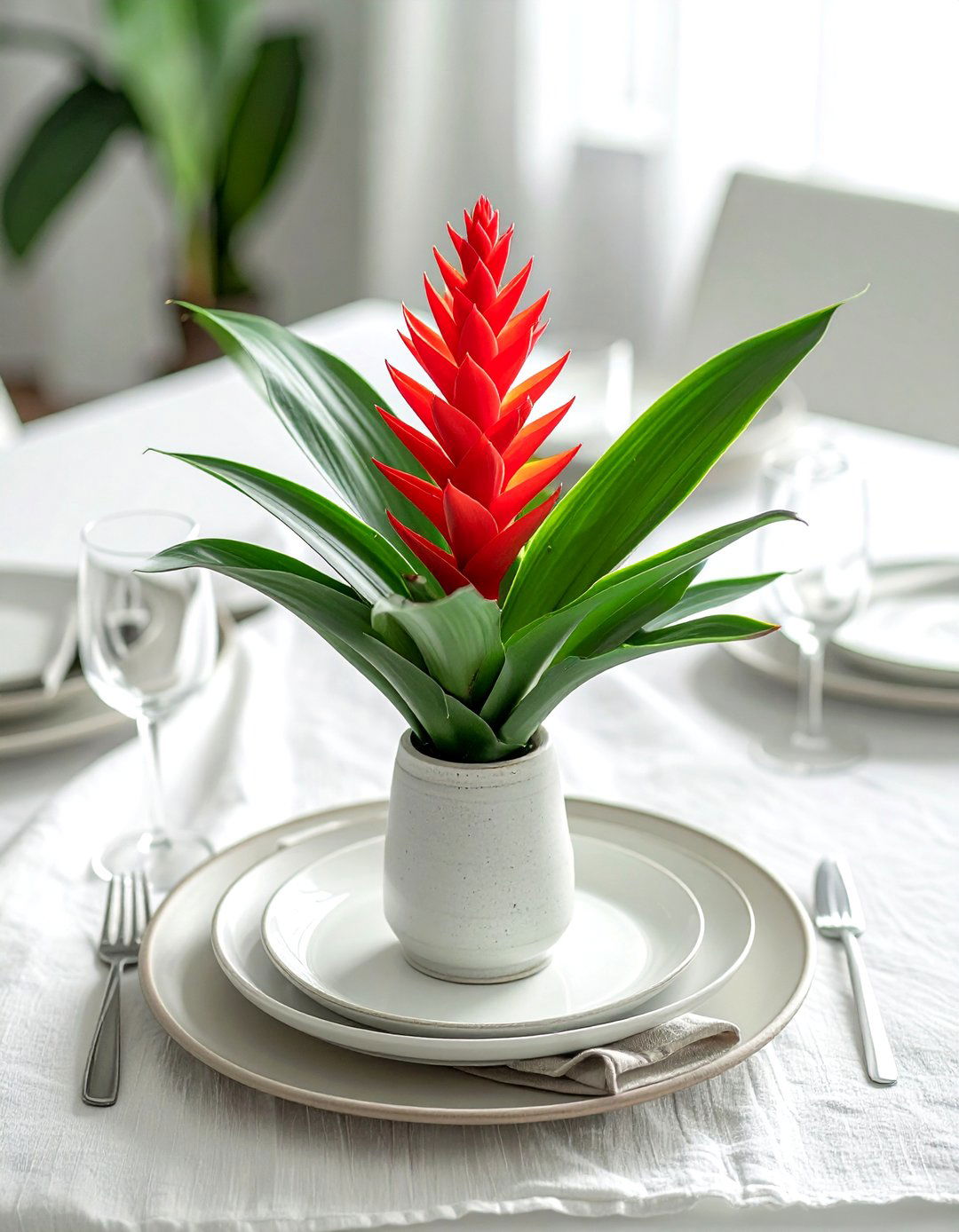 Bromeliad - 30 low light plant ideas