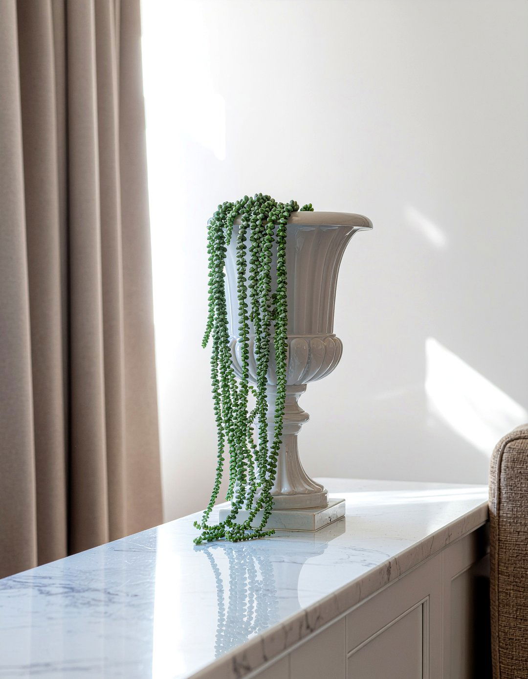 Burros Tail - 30 living room succulents