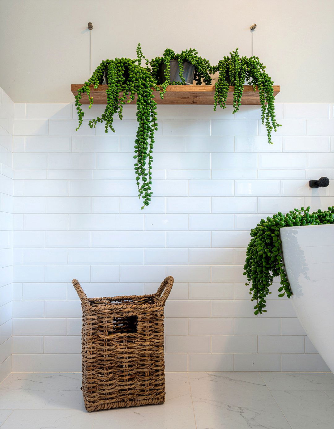 Burros Tail Bathroom Shelf - 30 bathroom succulent ideas