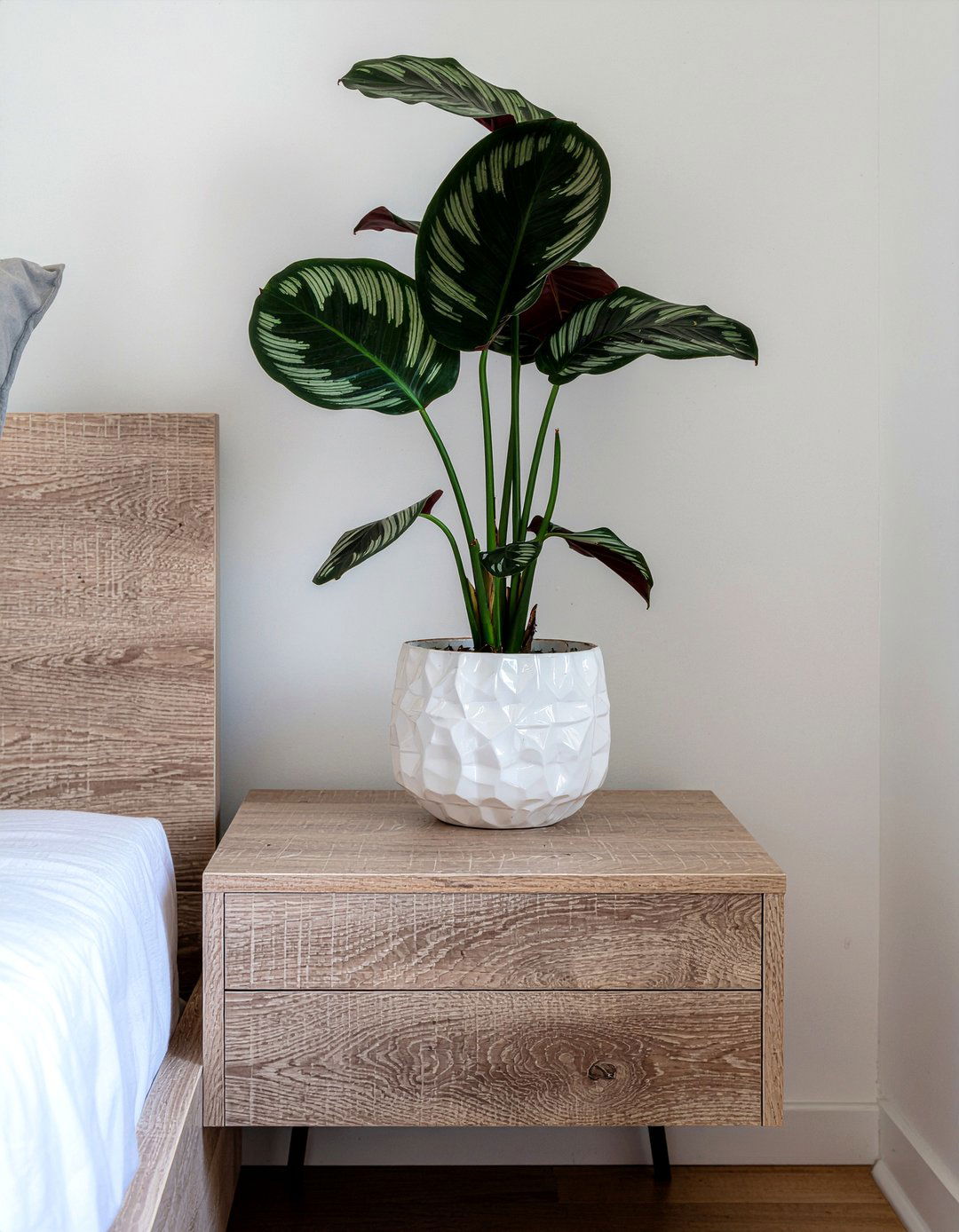 Calathea - 30 bedroom air purifying plants