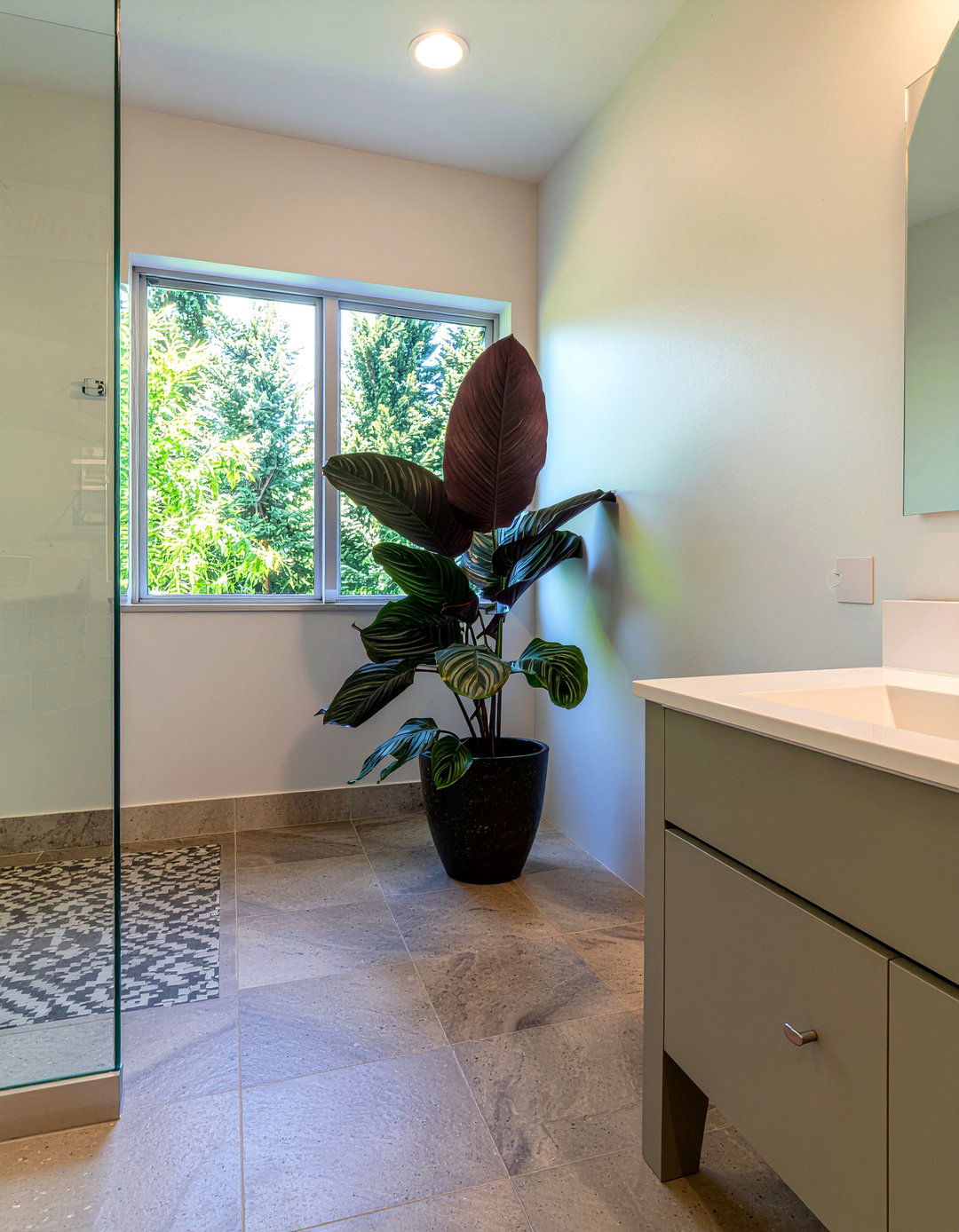 Calathea Humidity Lover - 30 bathroom plant ideas