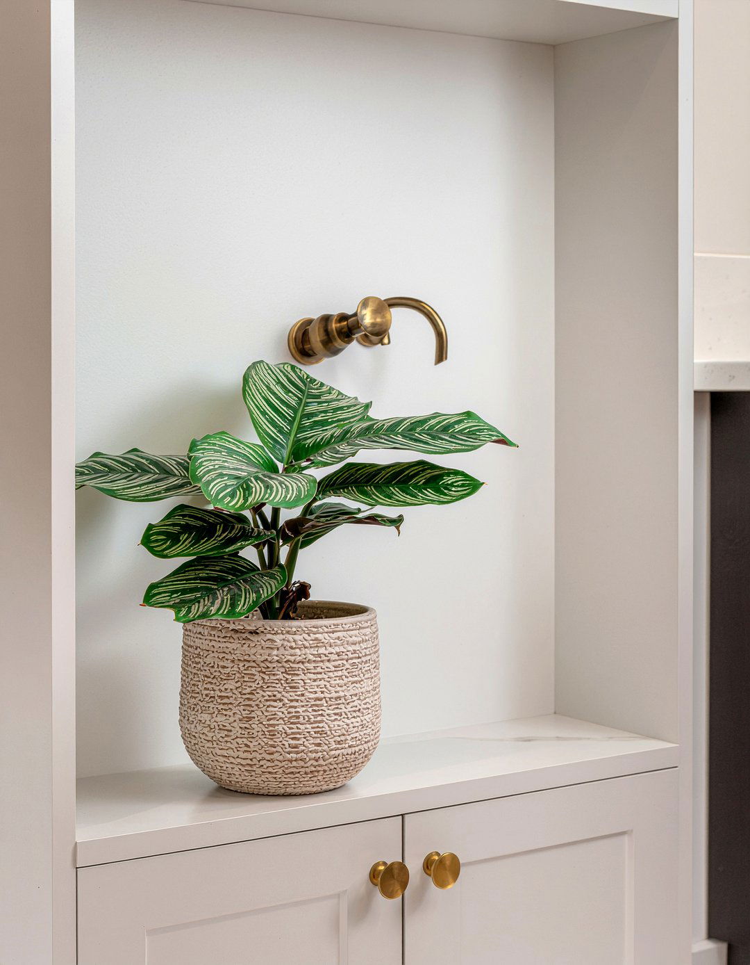 Calathea - 30 bathroom plants that thrive in humidity