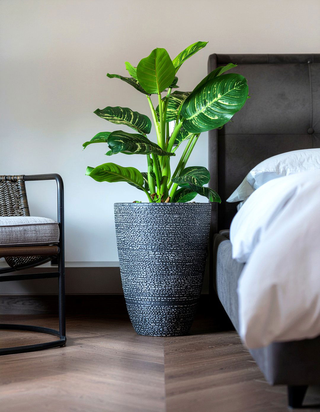 Cast Iron Plant - 30 bedroom air purifying plants