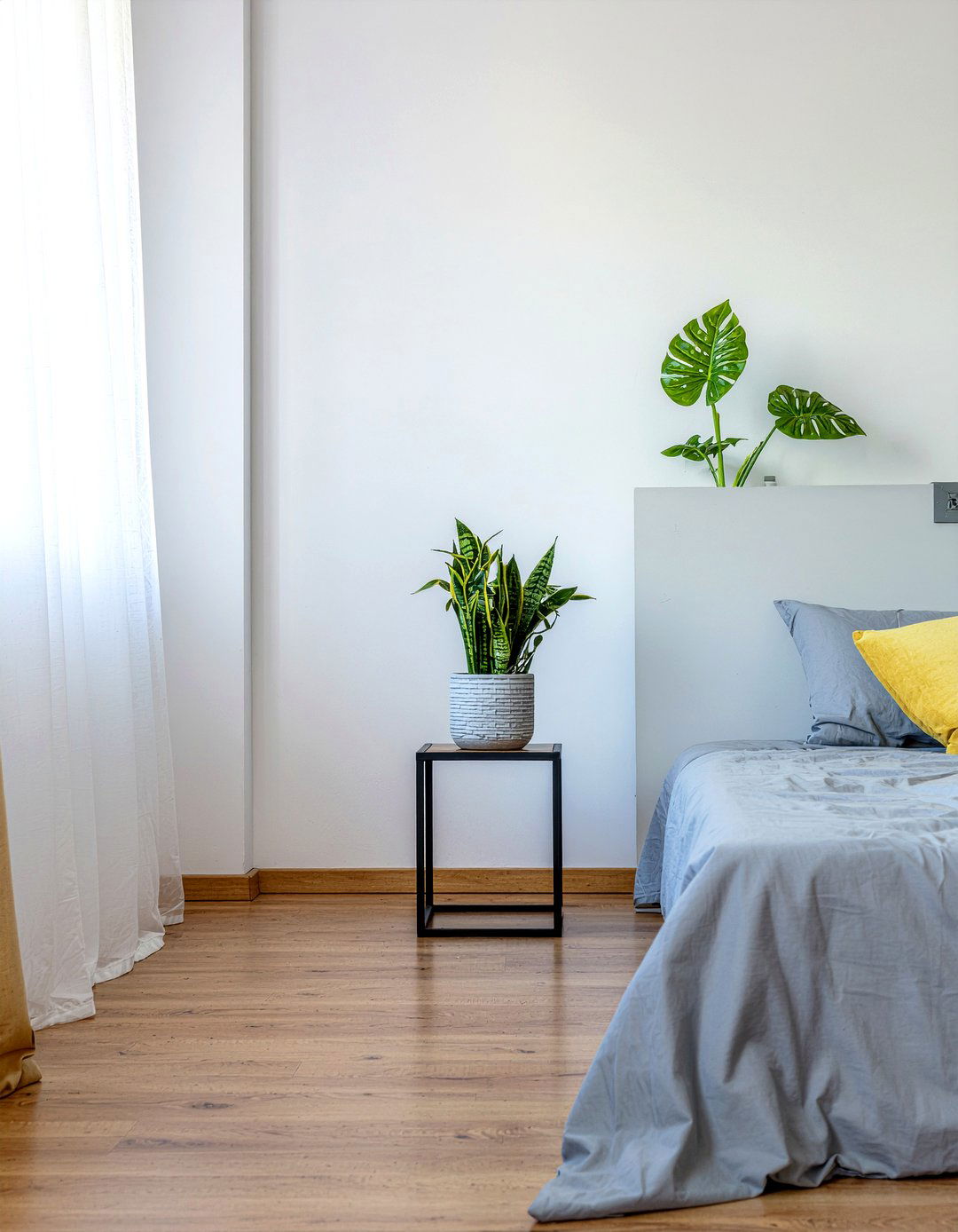 Cast Iron Plant - 30 bedroom indoor plants