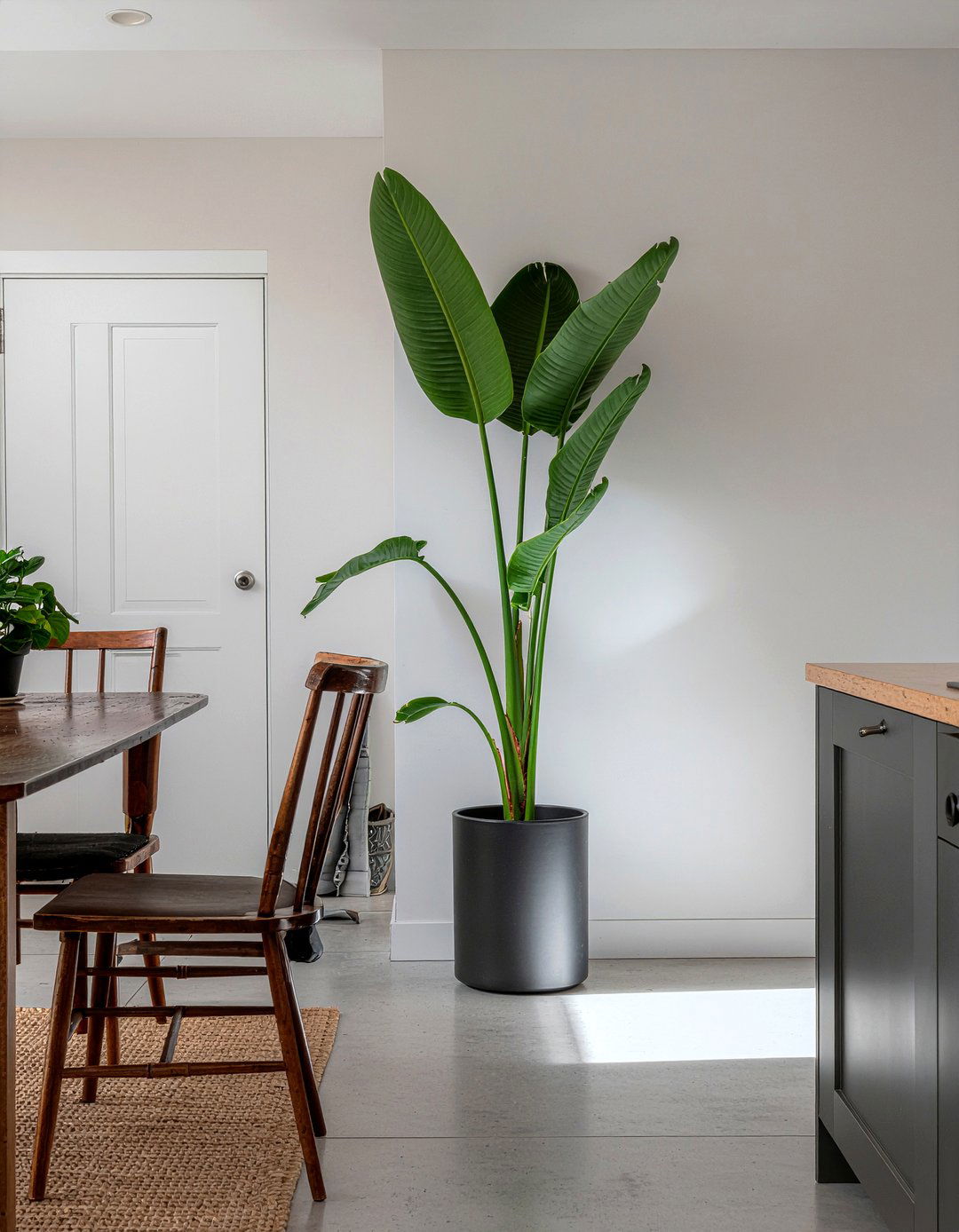 Cast iron plant for kitchen shade - 30 kitchen potted plant ideas