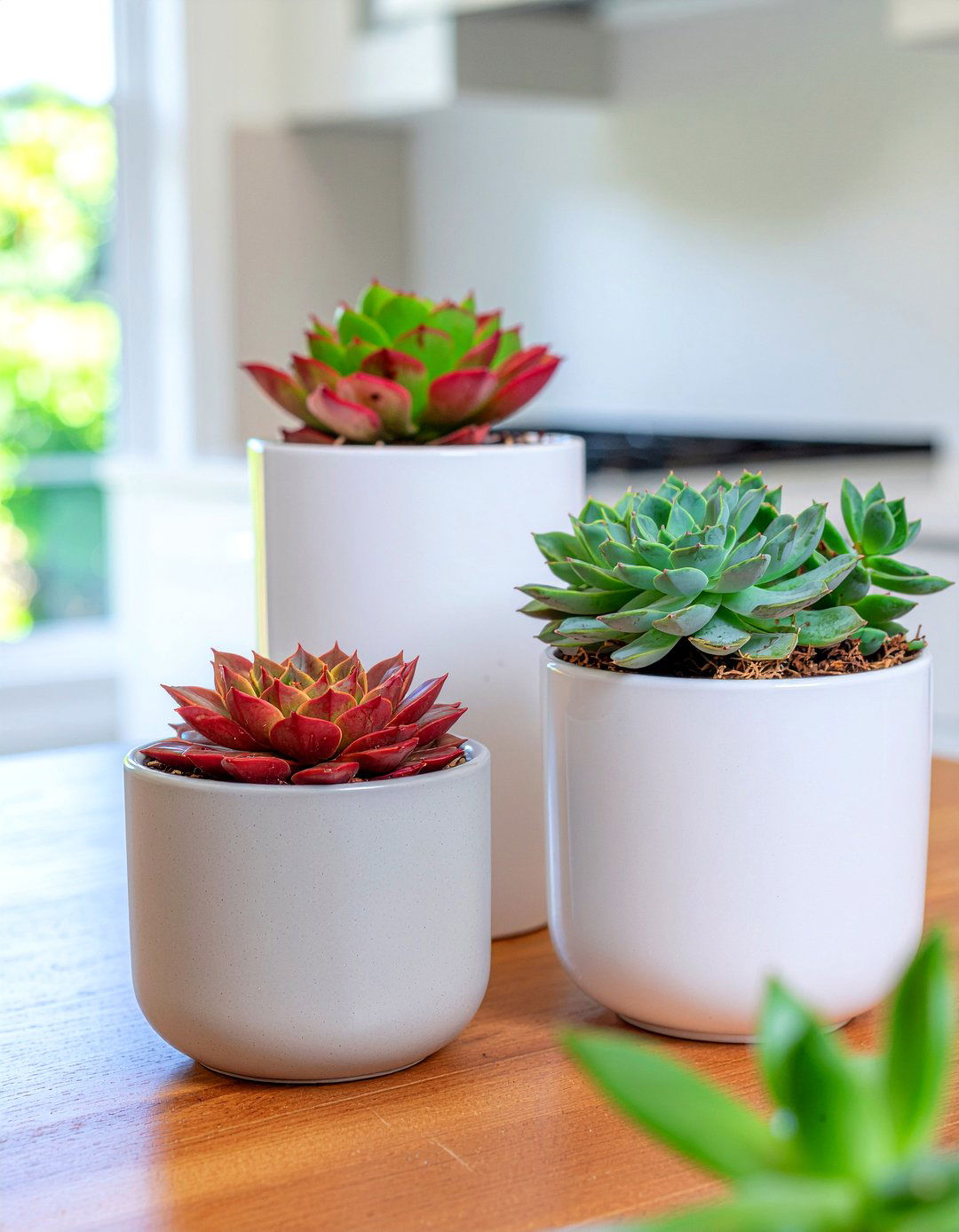 Colorful succulent kitchen accents - 30 kitchen succulent ideas