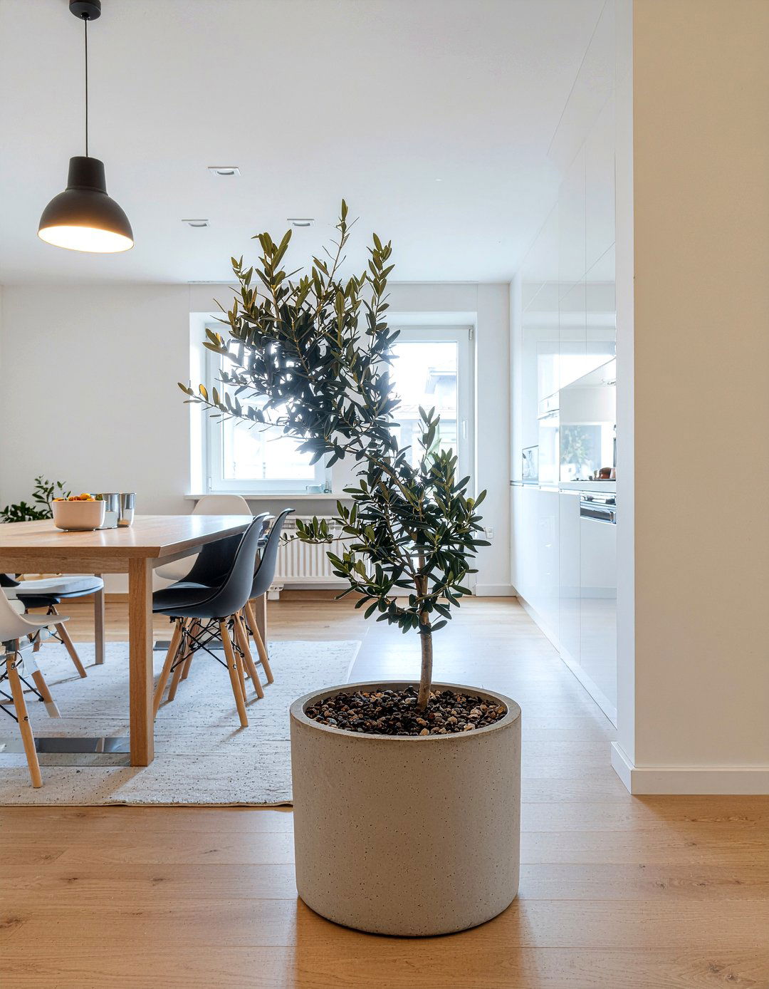 Concrete Pot Olive Tree - 30 dining room olive tree ideas