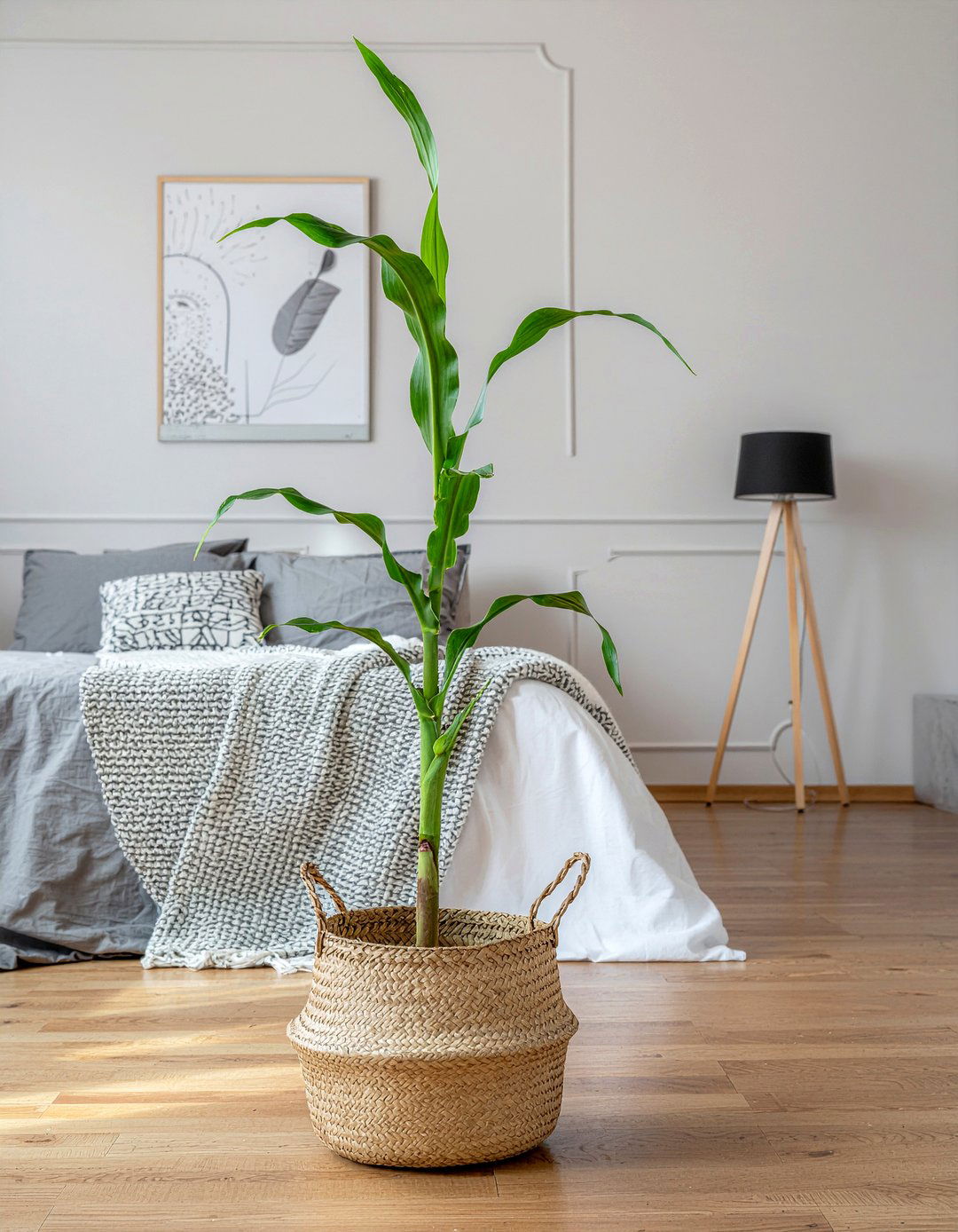 Corn plant - 30 bedroom low light plants