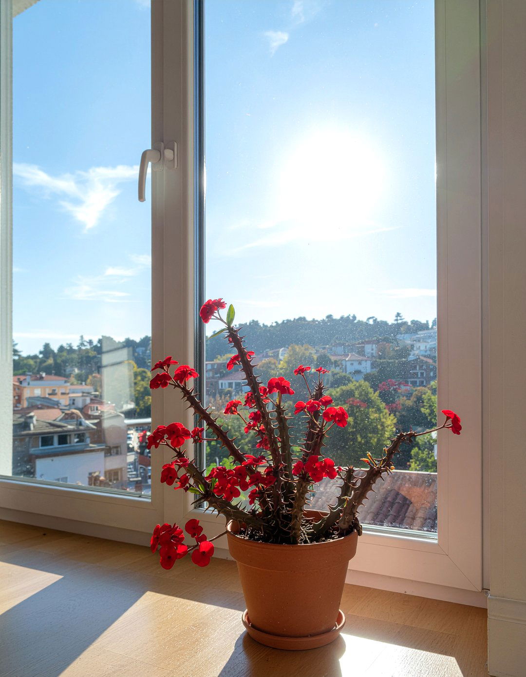 Crown Of Thorns - 30 living room succulents