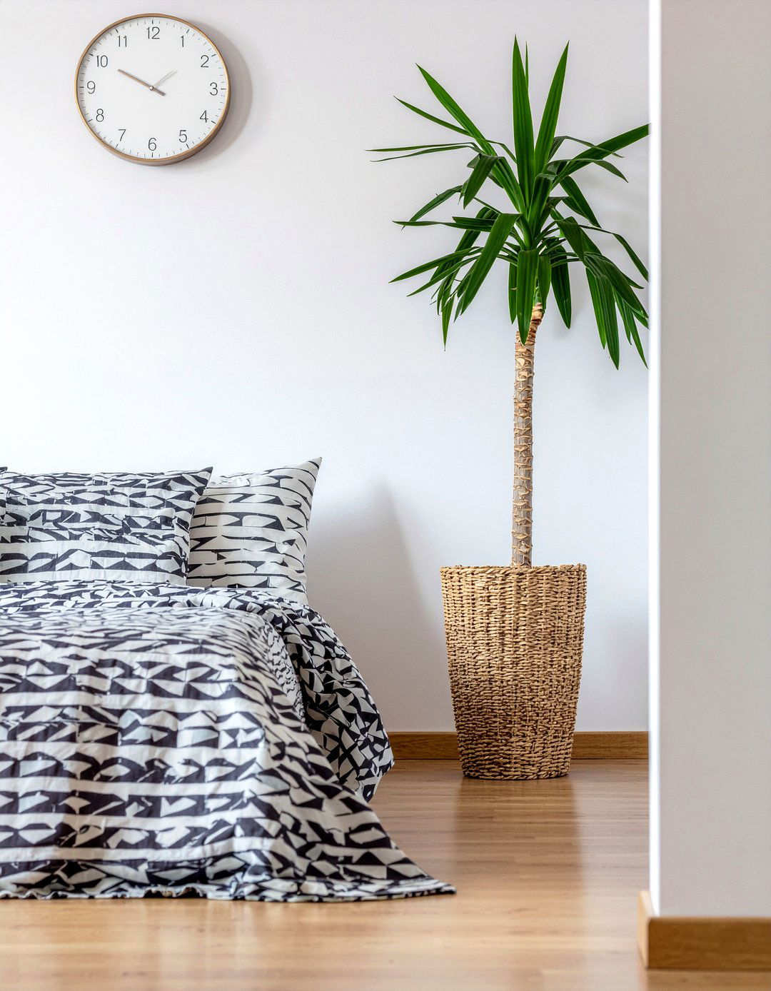 Dracaena - 30 bedroom indoor plants