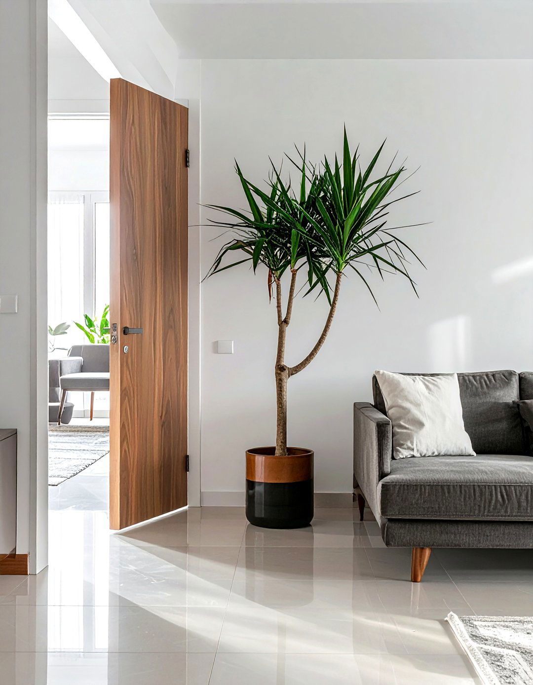 Dracaena - 30 living room indoor plants