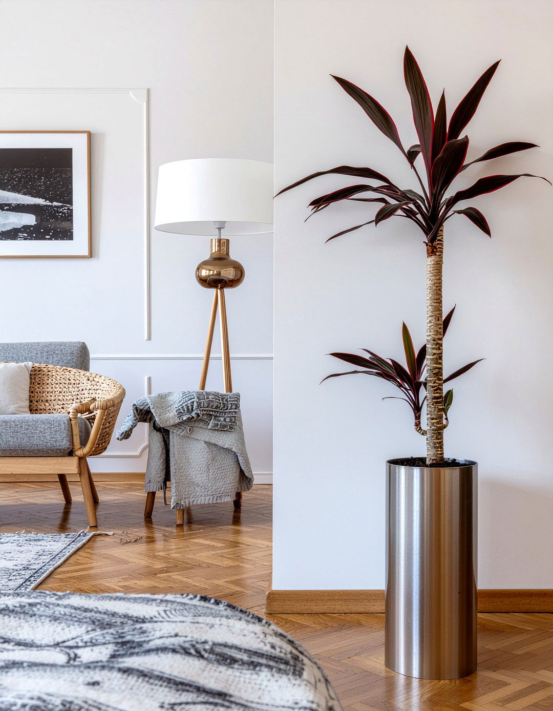 Dracaena - 30 living room plants