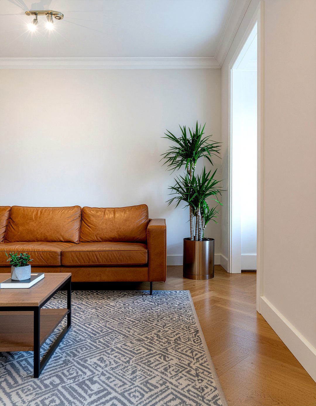 Dracaena marginata - 30 living room low light plants