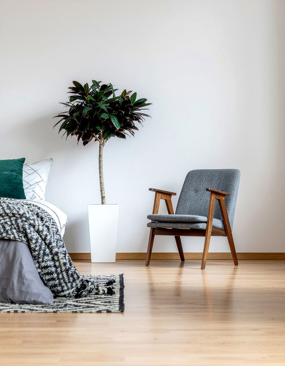 Dragon tree - 30 bedroom low light plants