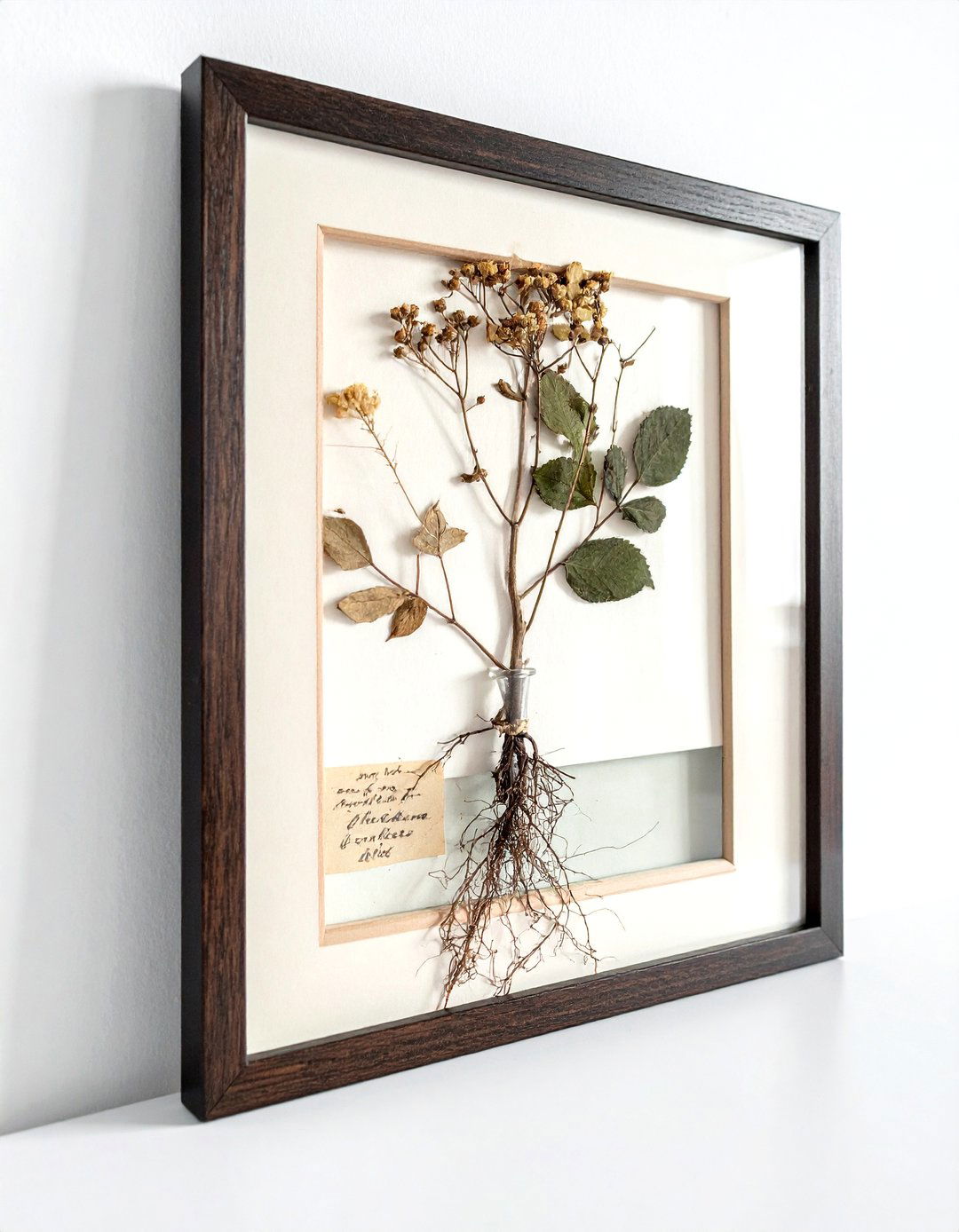 Dried herbarium in glass frame - 30 curiosity decor ideas