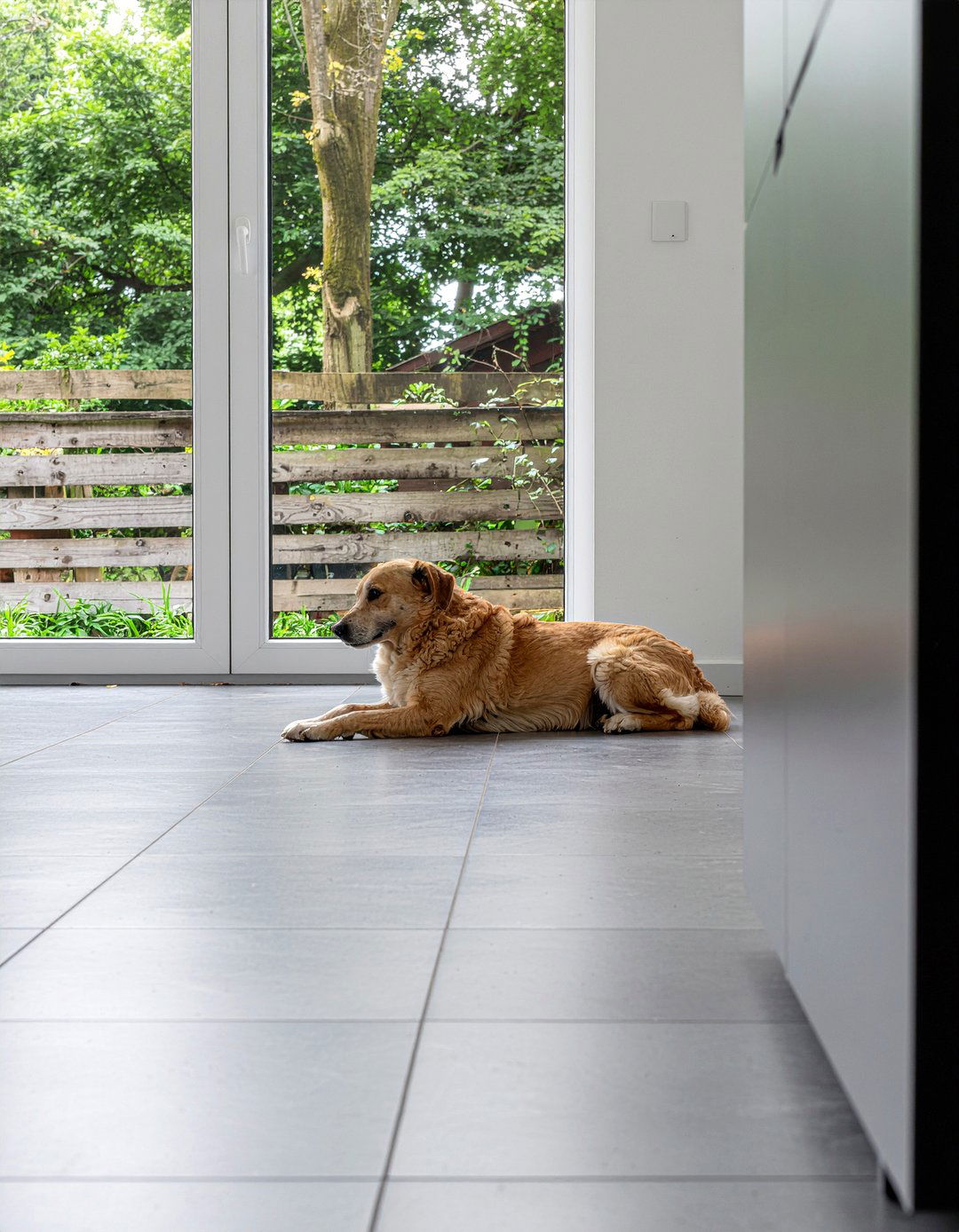 30 Pet-Perfect Dog Living Room Ideas for a Functional Home