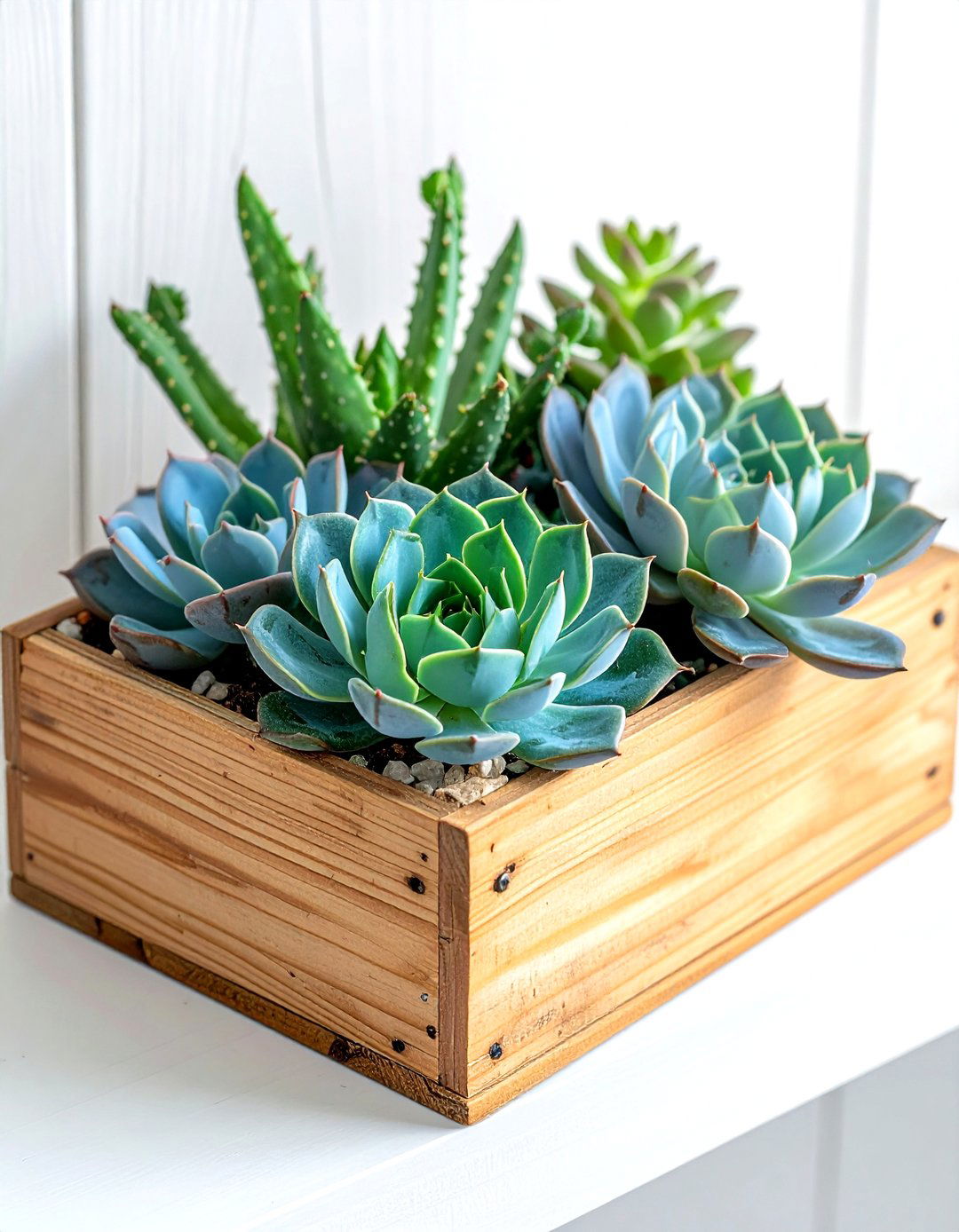 Echeveria Plant - 30 small plant ideas