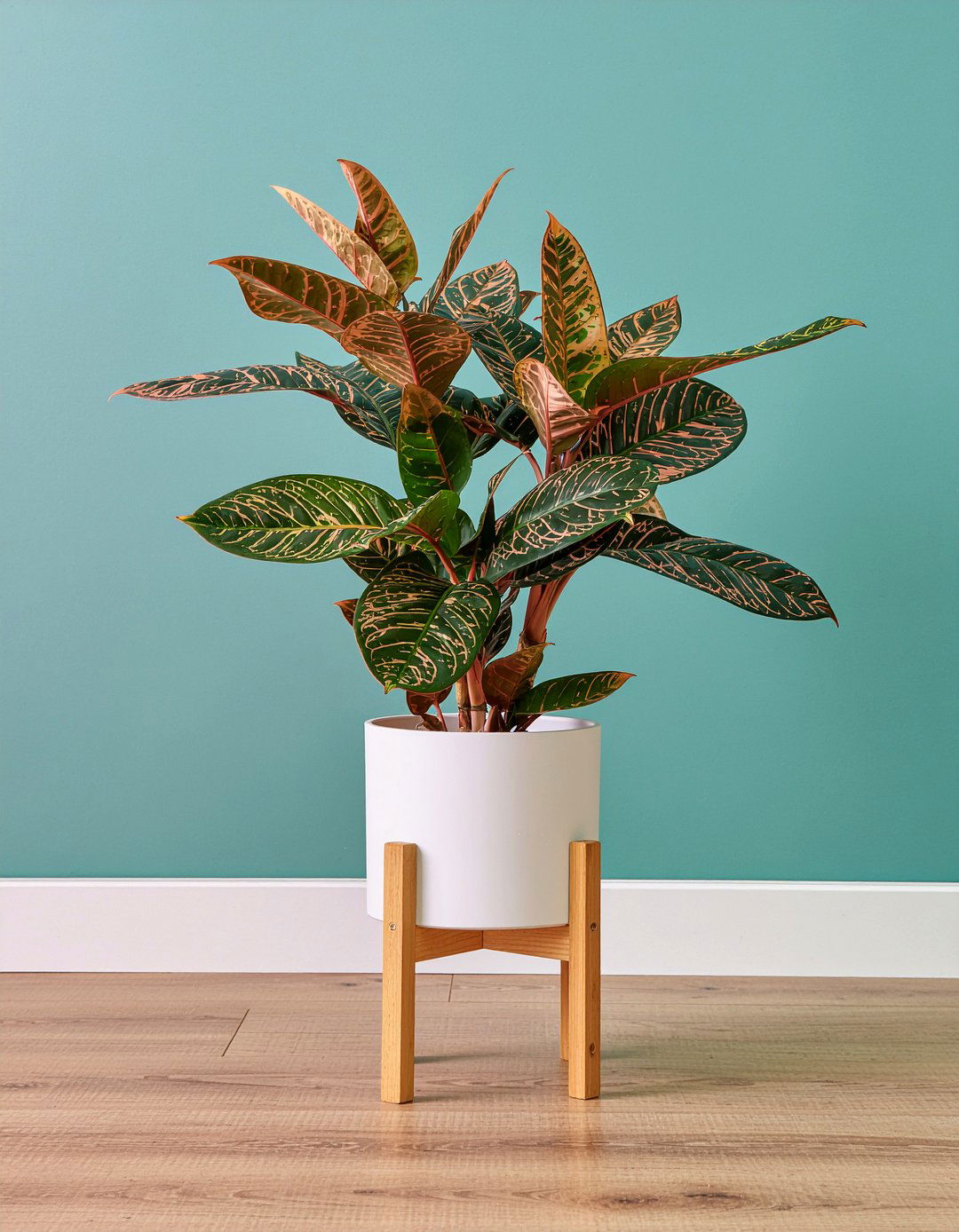 Elephant Bush - 30 living room succulents