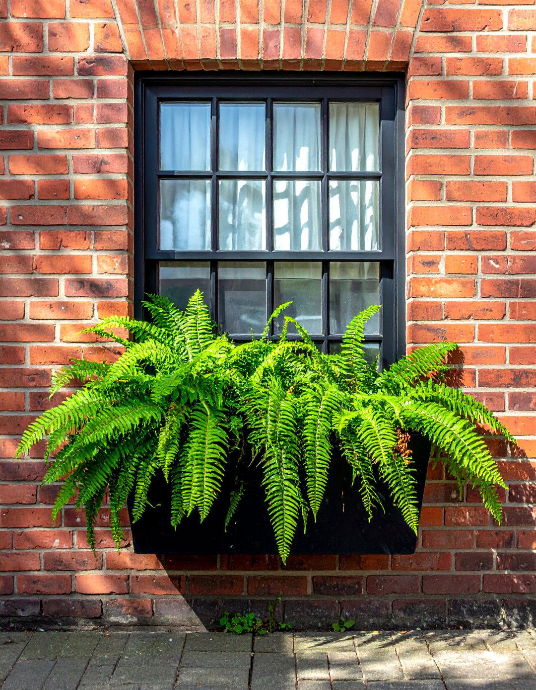 Fern window box for shade - 30 window box ideas