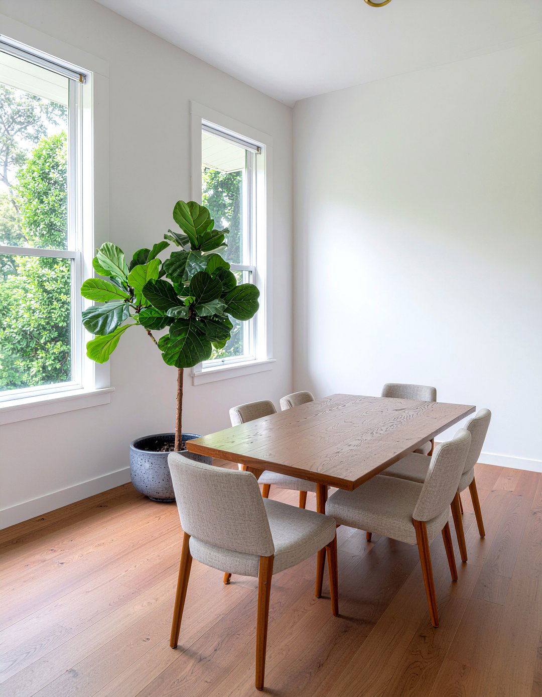 Fiddle Leaf Fig - 30 dining room plant ideas