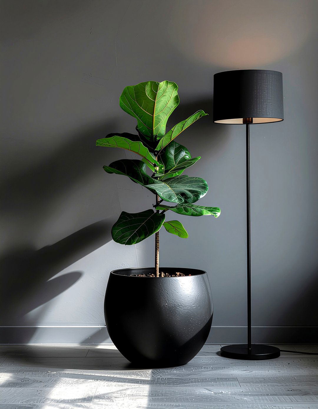 Fiddle Leaf Fig In Black Planter - 30 fiddle leaf fig ideas