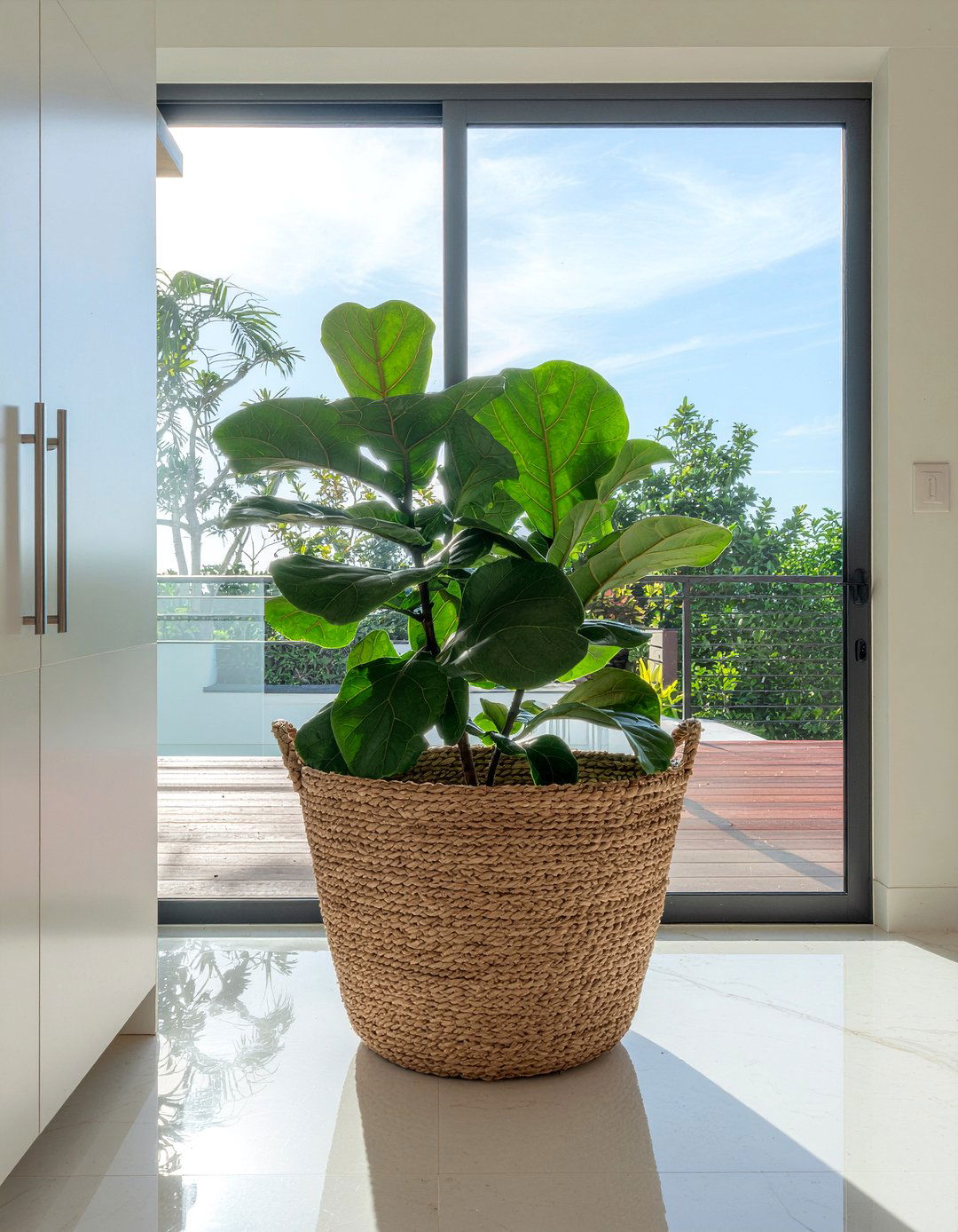 Fiddle leaf fig for sunny kitchen - 30 kitchen potted plant ideas