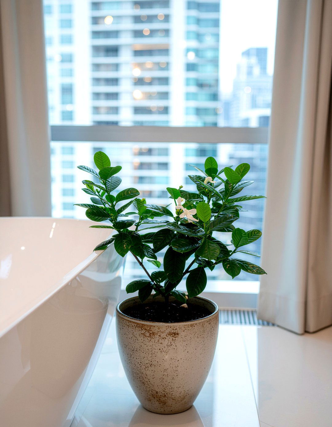 Gardenia - 30 bathroom plants that thrive in humidity