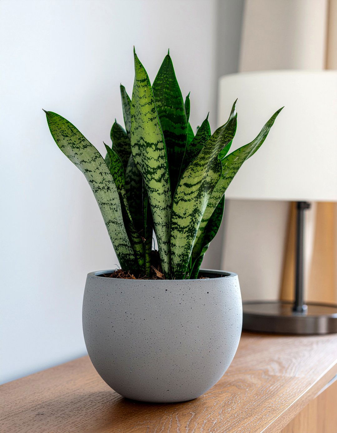 Gasteria Ox Tongue - 30 living room succulents