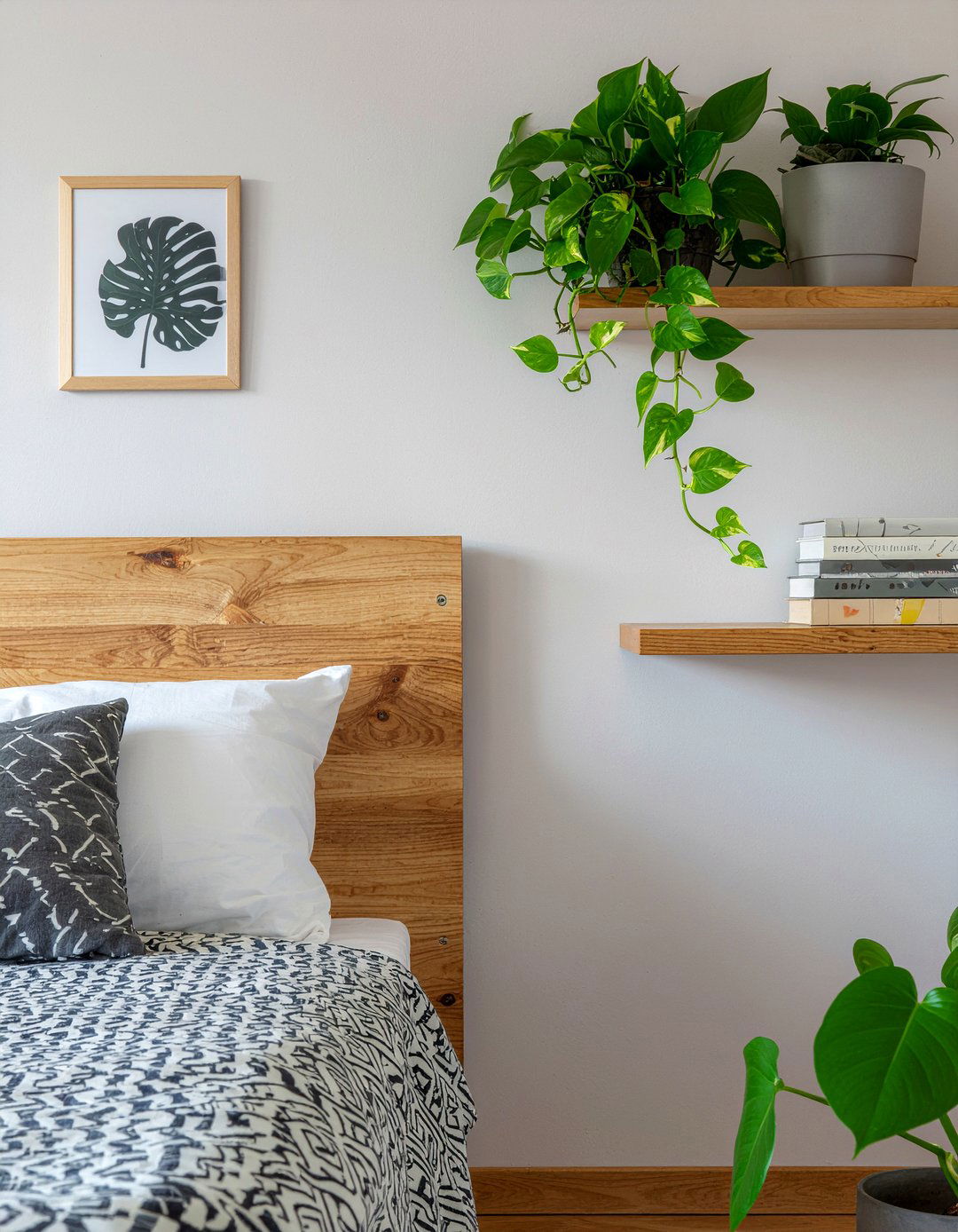 Golden Pothos - 30 bedroom indoor plants