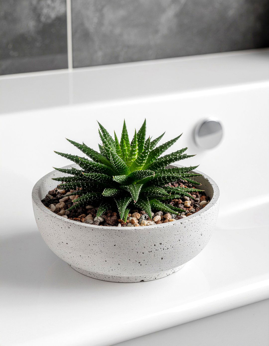 Haworthia Bathroom Arrangement - 30 bathroom succulent ideas