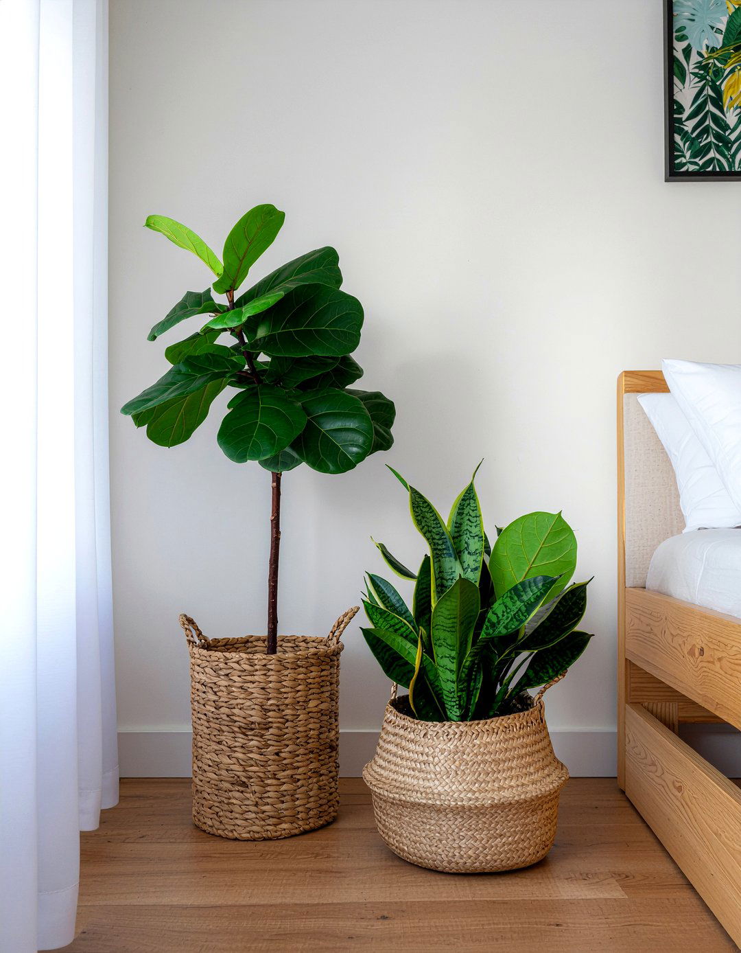 Houseplants - 30 inexpensive bedroom ideas